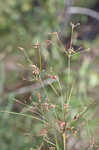 Broadfruit horned beaksedge